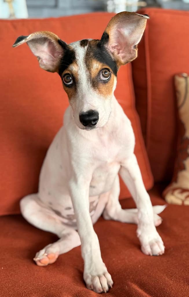 Puppy giving you puppy dog eyes. How could you resist these ears?