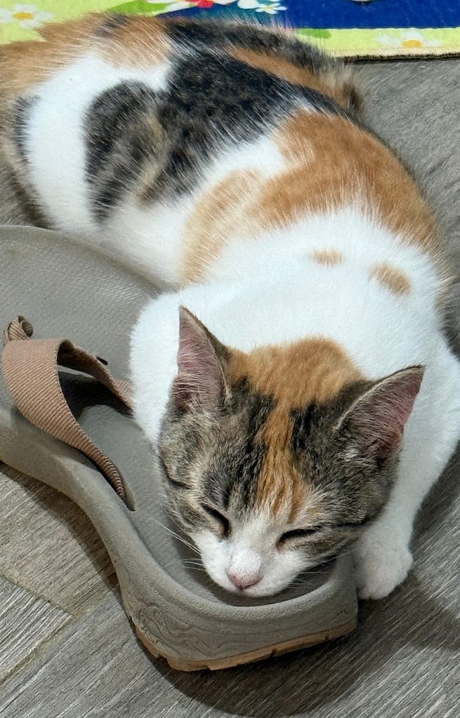 Calico kitten with head resting on shoe