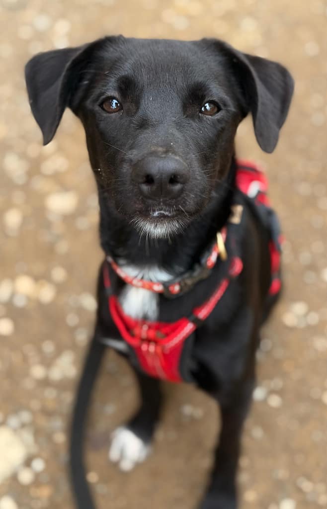 Black dog with soulful brown eyes looking at you