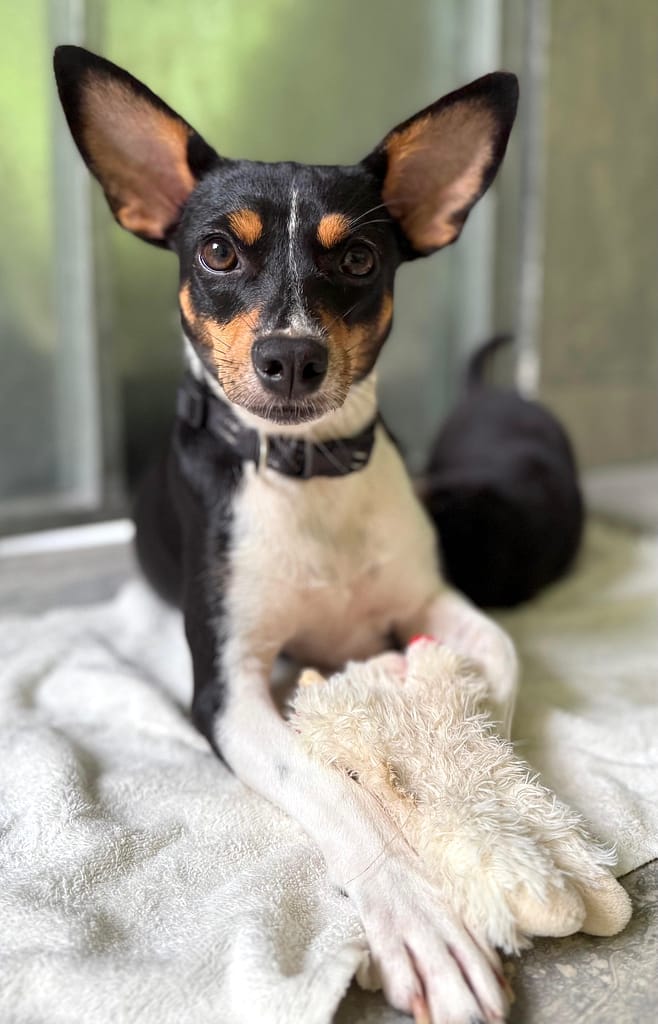 Adorable black and brown female with large pointed ears.