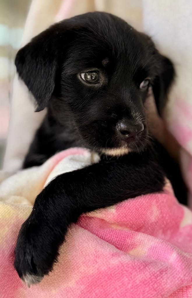 Black puppy with a pink blanket