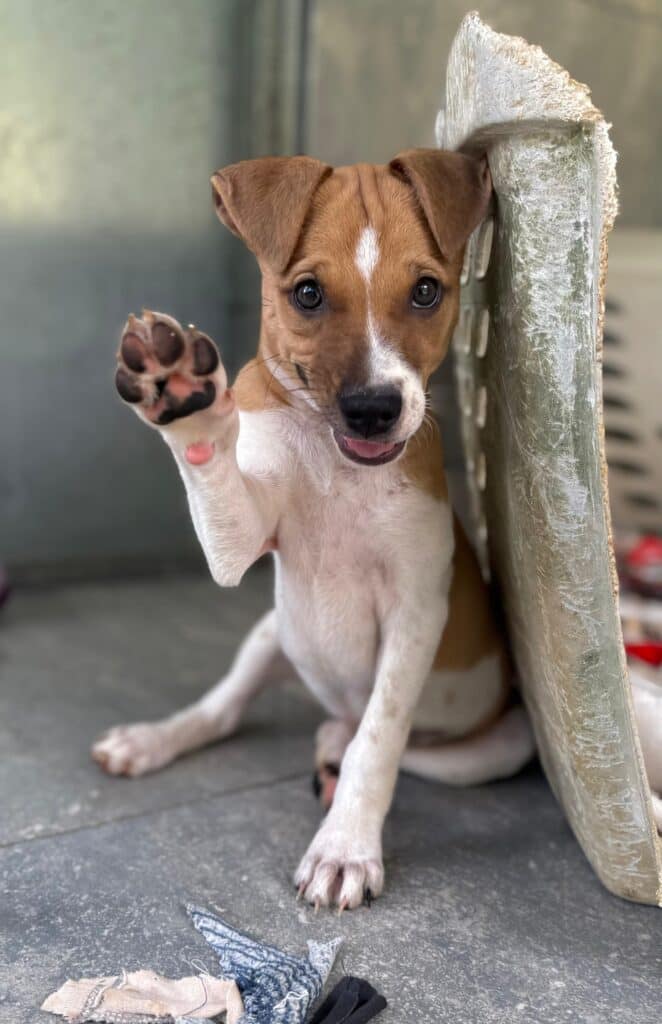 Brown and white puppy giving high five
