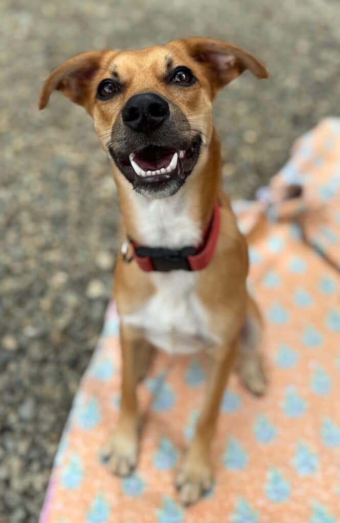 Dog Bruno sitting up at attention