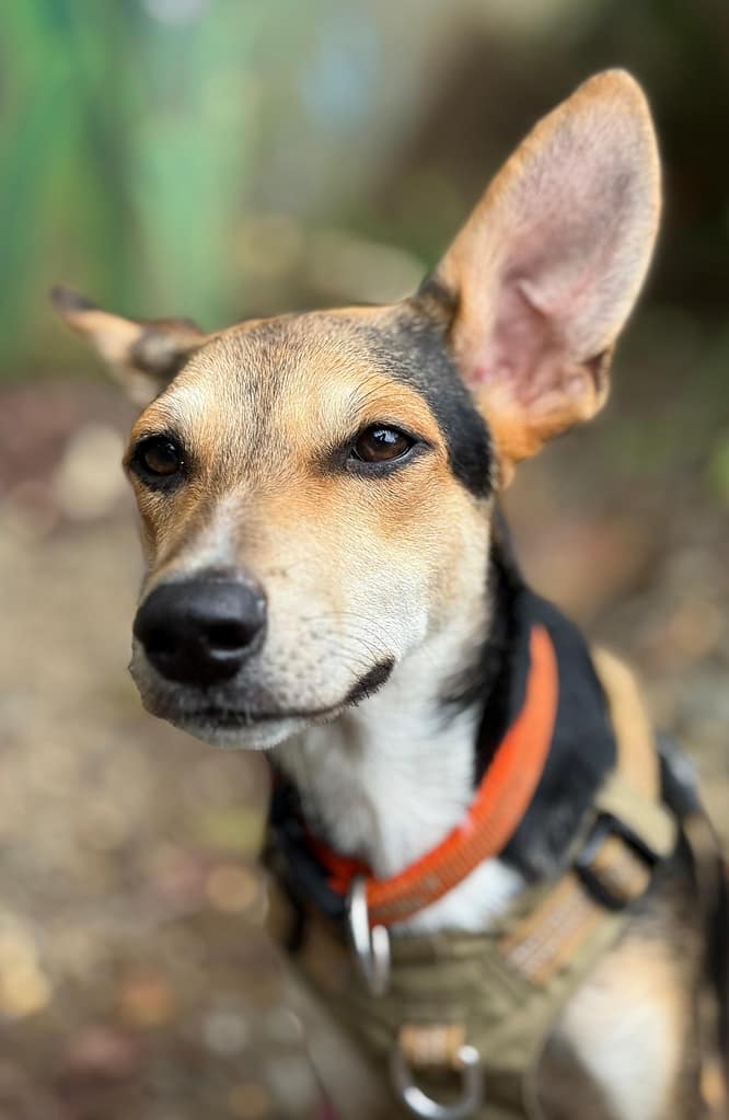 Black and tan do with left ear high