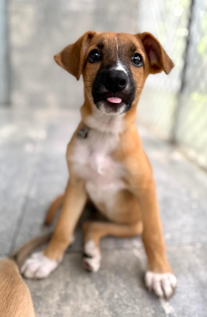 Tan puppy sitting up in an attentive way