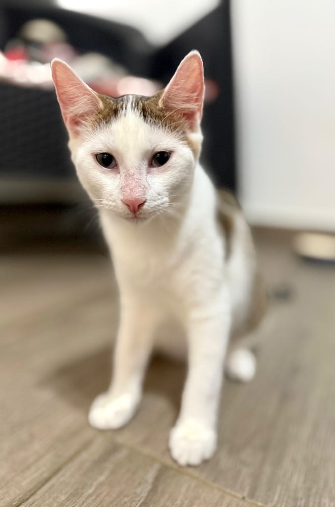 White cat with gray markings
