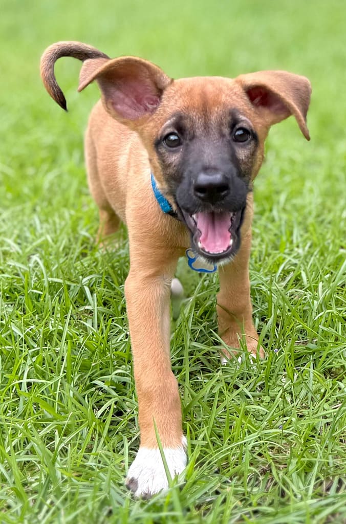 Tan puppy with darker face walking through the grace.