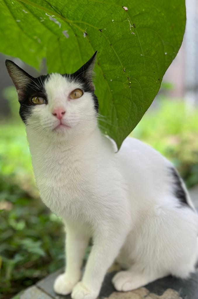 White and black cat sitting under a big green leaf