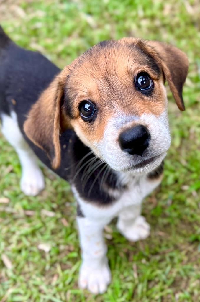Black, white, and tan puppie looking up into the camera.