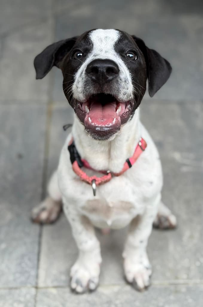 Black and white puppy Vegas sitting and gazing at the camera