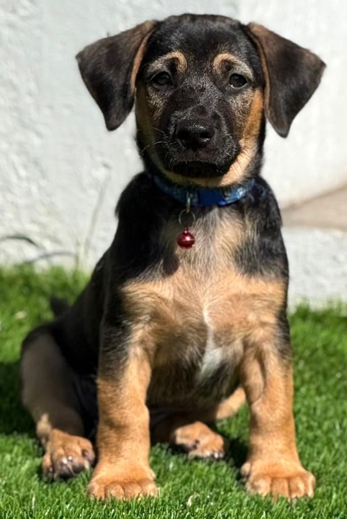 Brown puppy sitting up with brown legs and facial markings