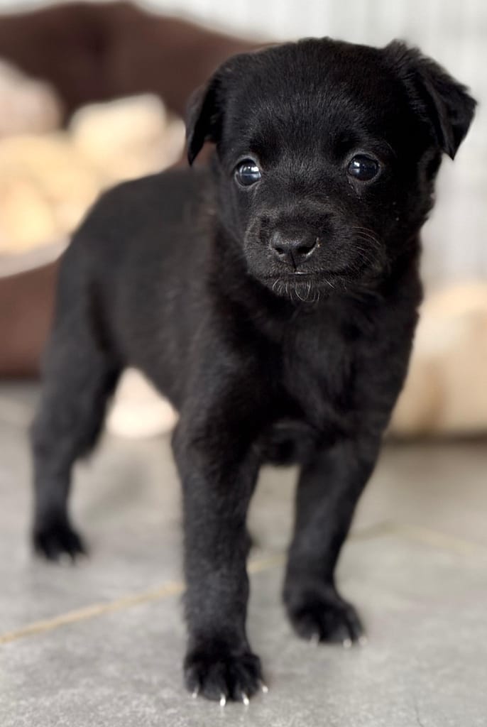 Perrito negro de pie y mirando la cámara