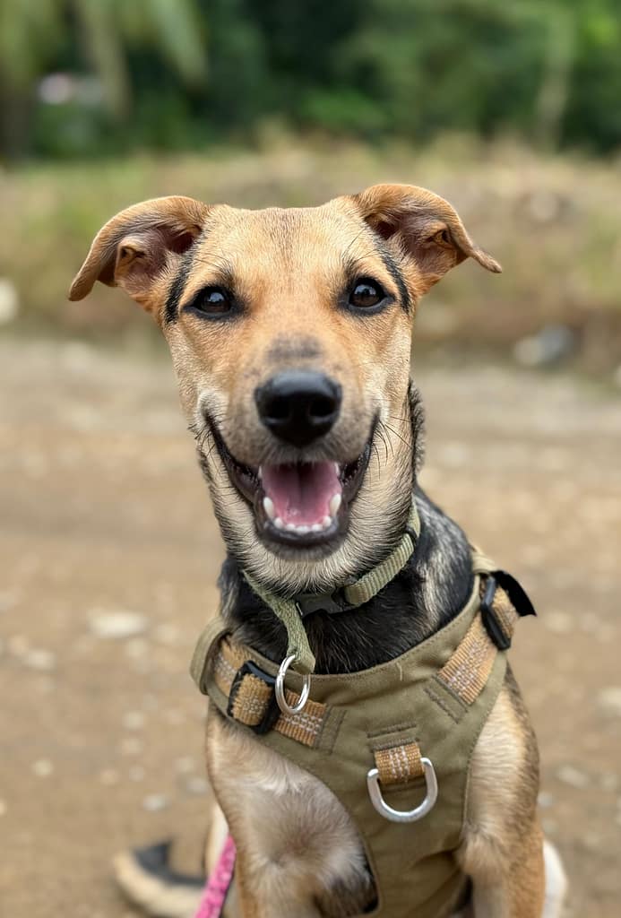 Gorgeous black and tan dog
