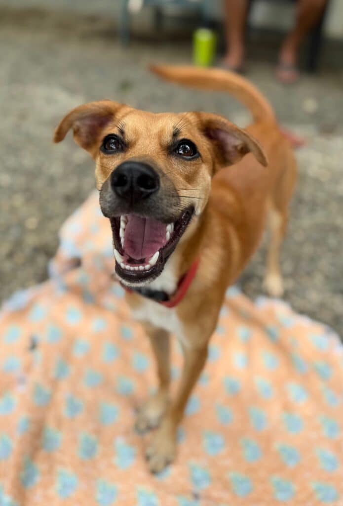 Dog Bruno ready to play