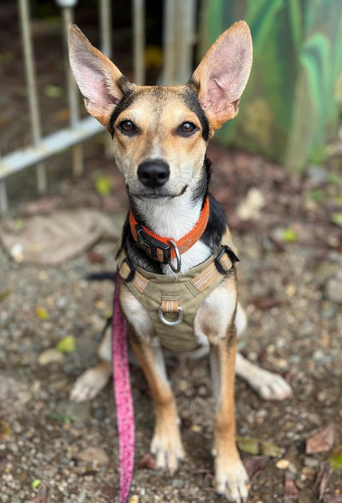Young black tan and white dog with very tall ears