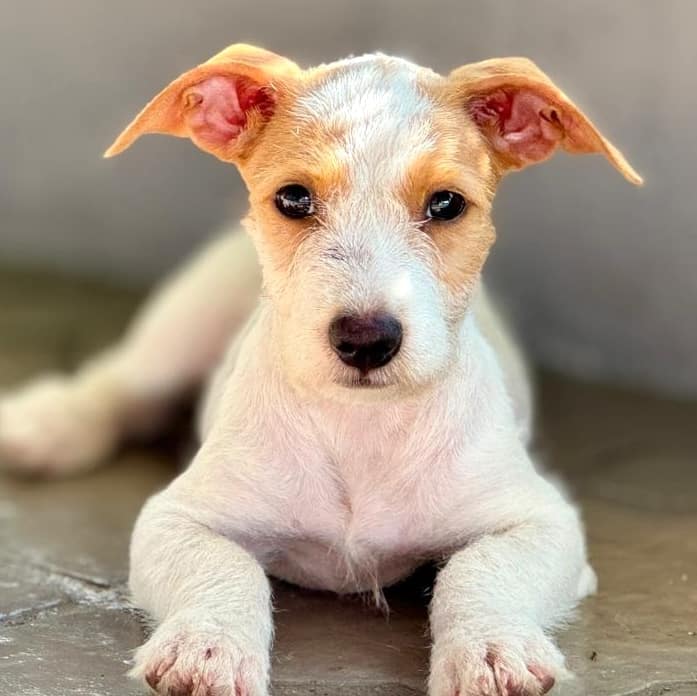 cachorro blanco con adorables manchas marrones