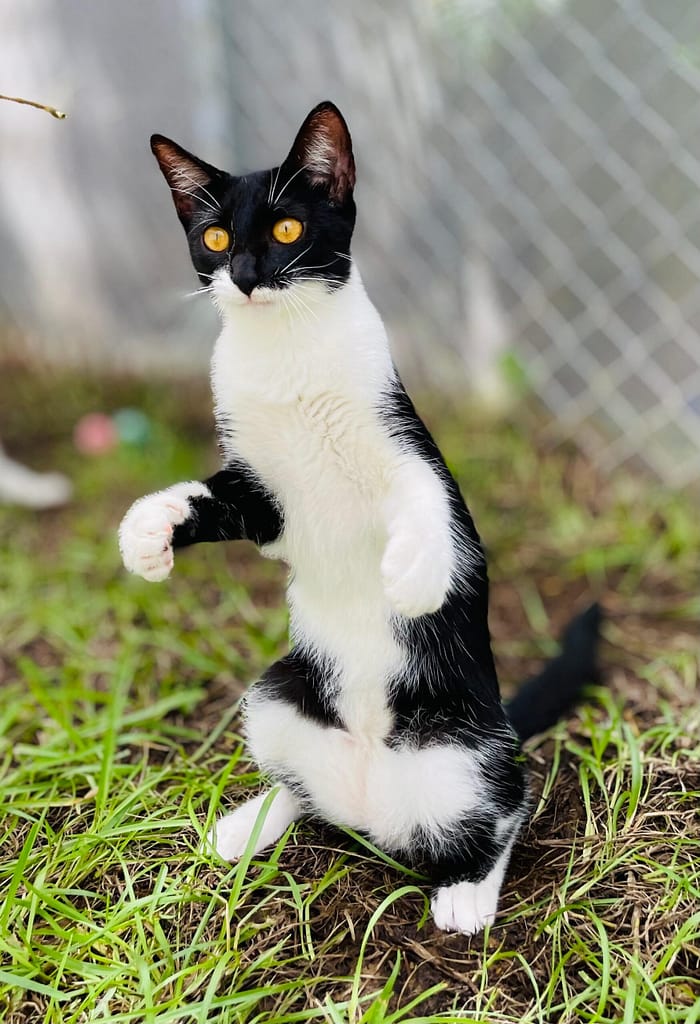 Black and white kitten sitting up
