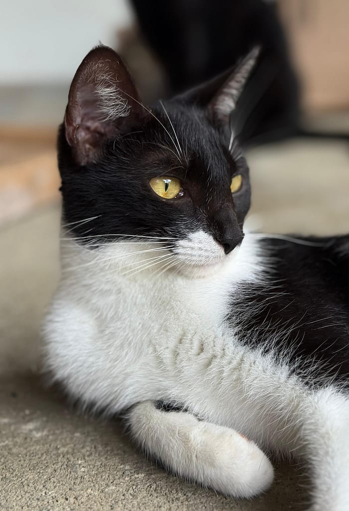 Tuxedo beauty observing her surroundings