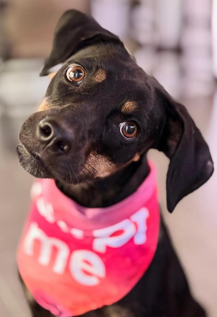 Black and tan dog tilting her head adorably.
