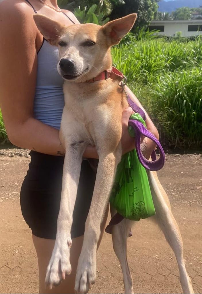 Dog Boruca being held by volunteer