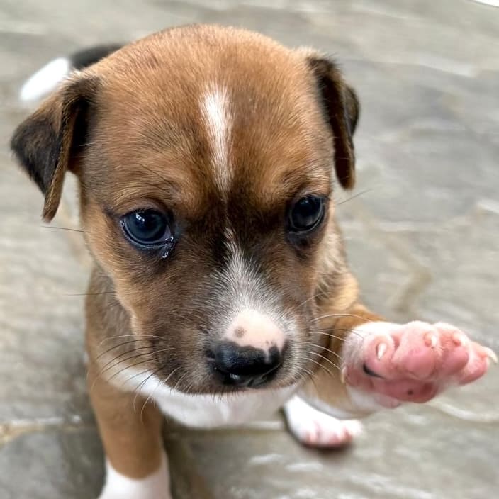 Brown puppy with black and white markings