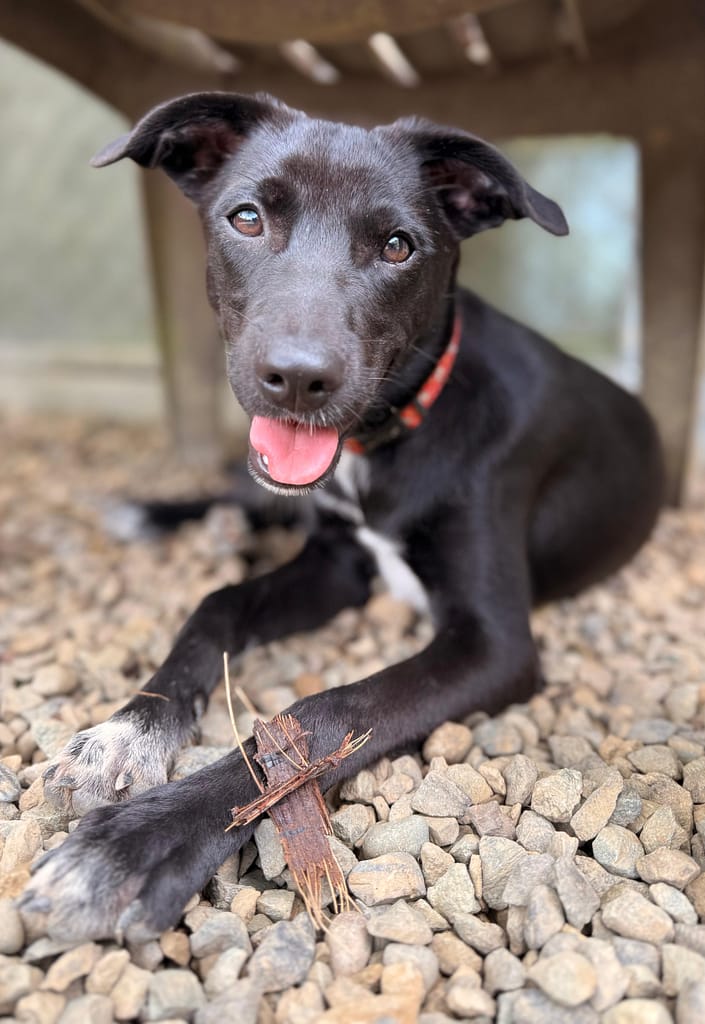 Black dog with red collar lying down bu looking perky