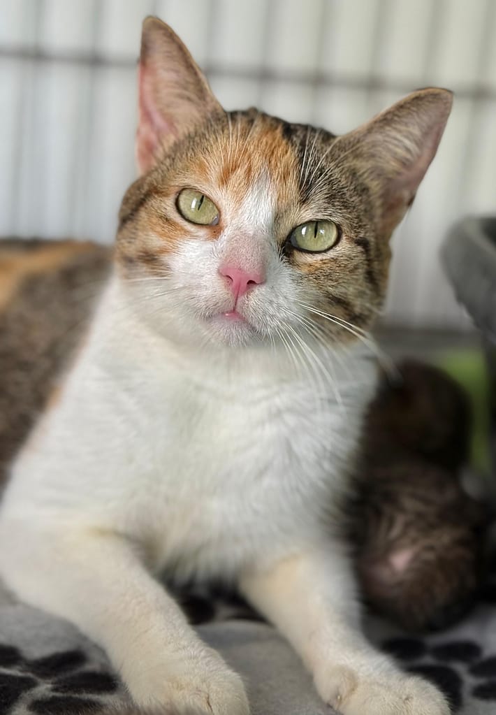 Pretty calico with green eyes
