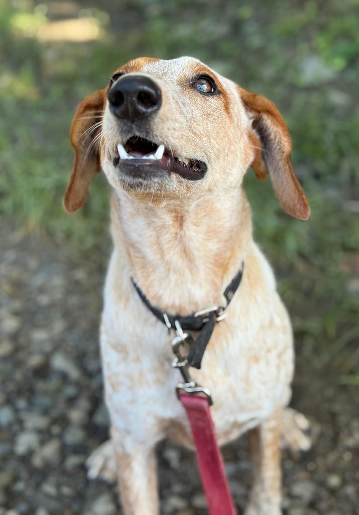 White and gold brindle pooch with brown ears looking up