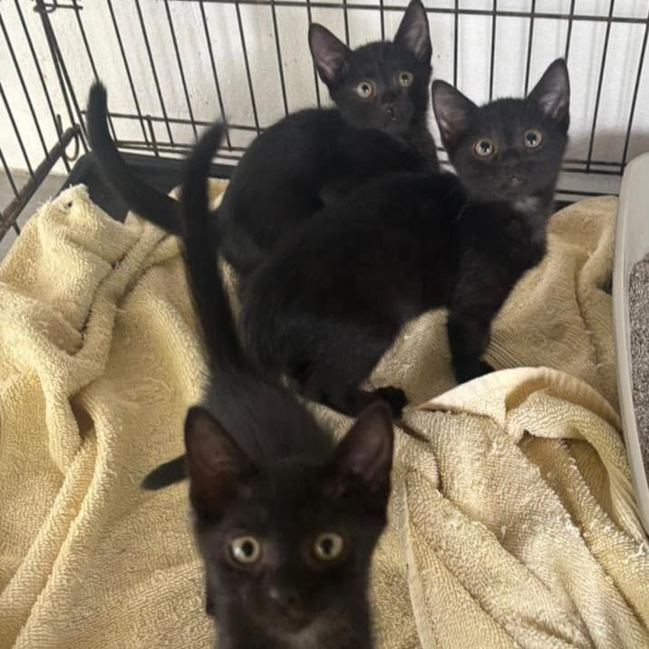 Kittens Ame, Izumi, Mizu