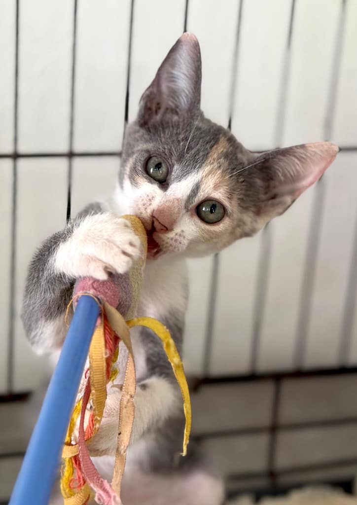 Diluted calico kitten with toy