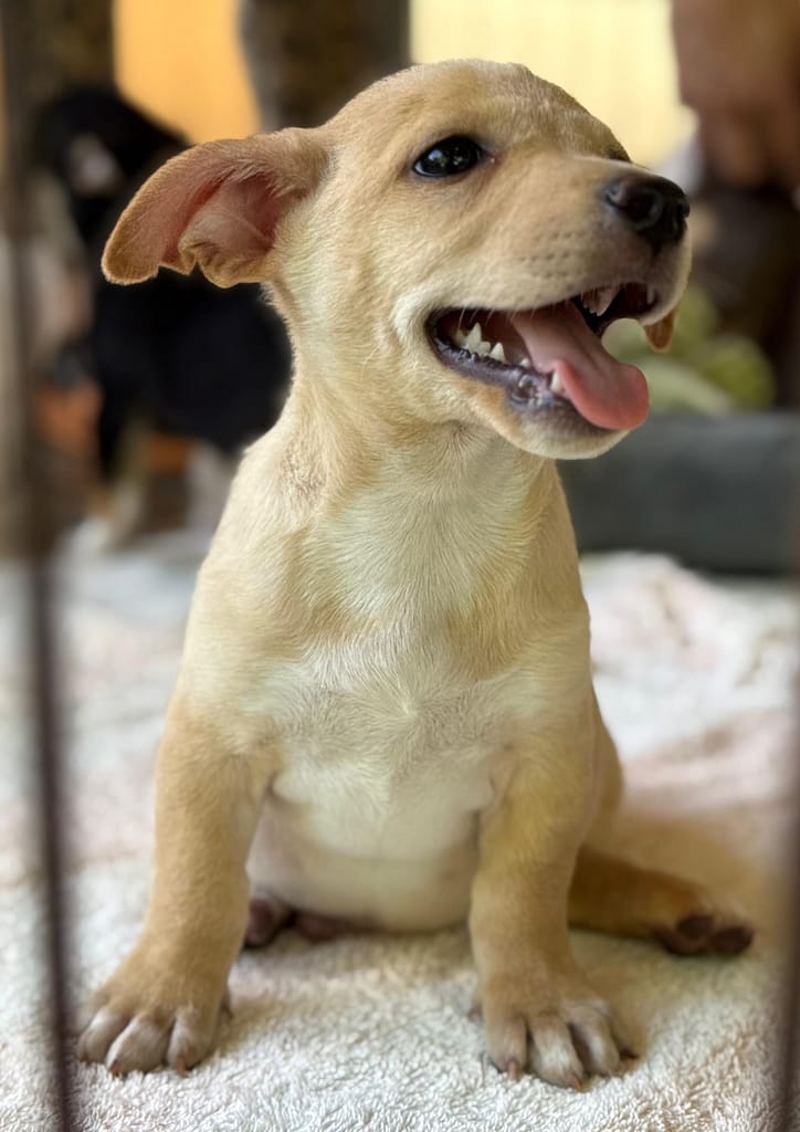 Blonde puppy sitting up looking to the right