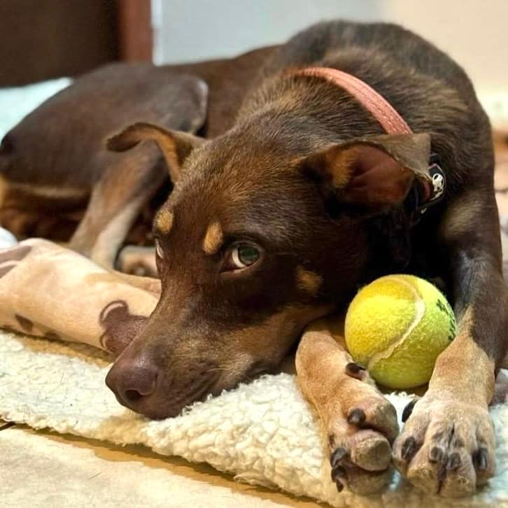 The dog named Copper at rest with her tennis ball between her front legs.