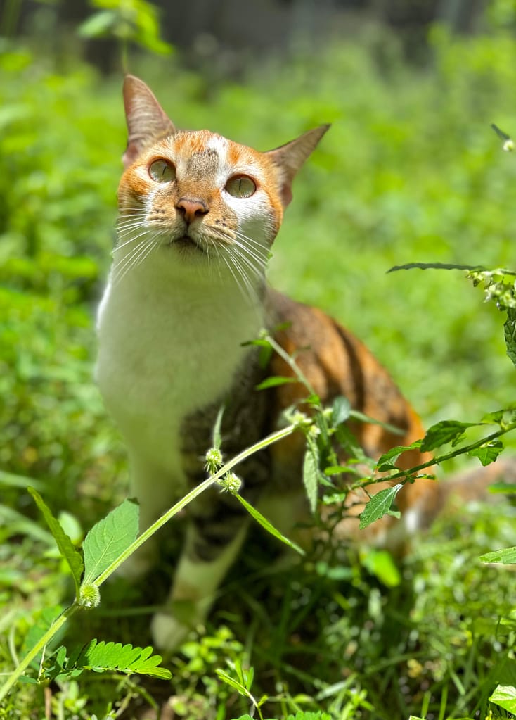 Exquisite cat Fireball against green grass at shelter