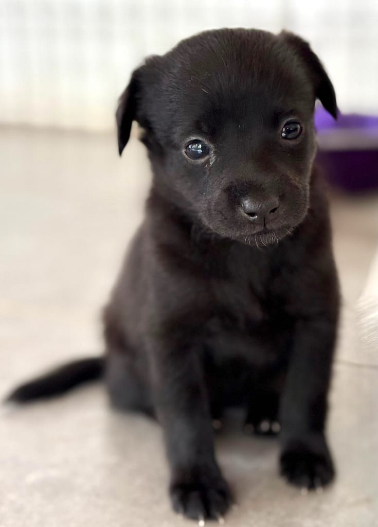 Perrito negro sentado