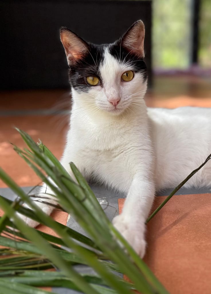 White with black cat playing with palm frond