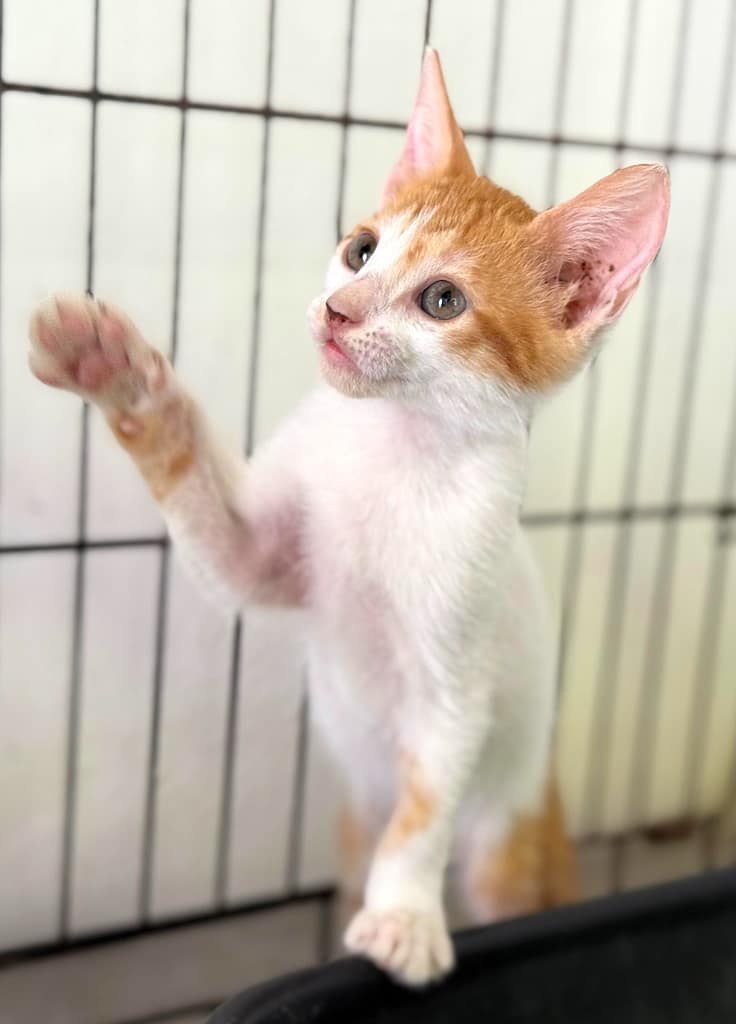 Orange and white tabby kitten with right paw up.