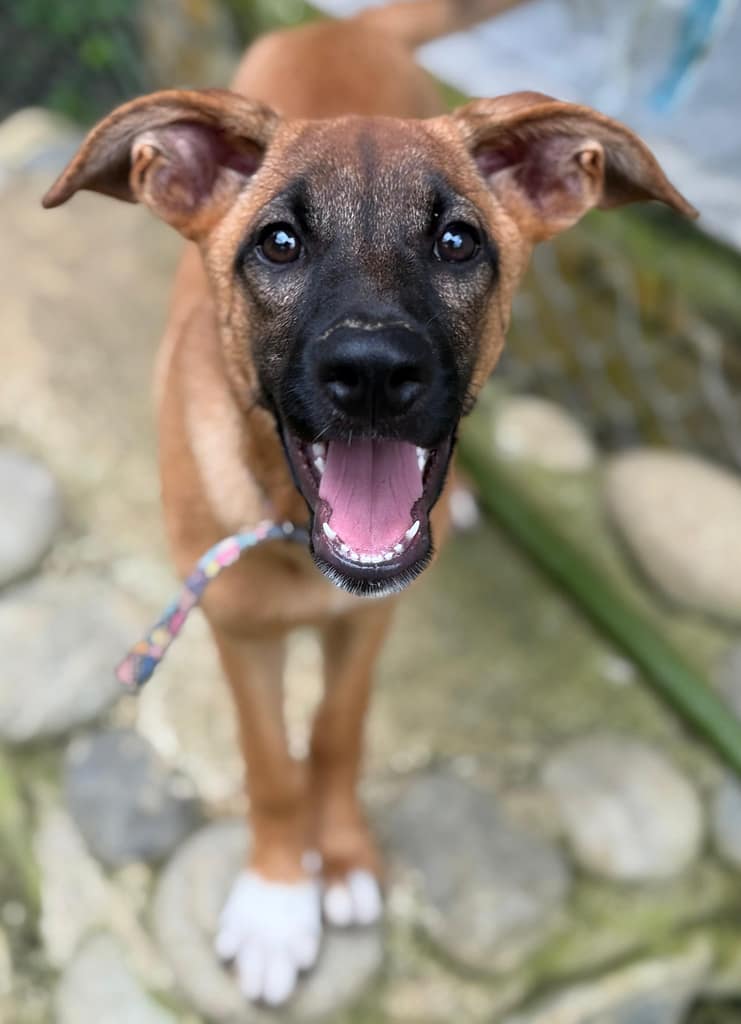 Young dog black face on chestnut body, looking happy and alert