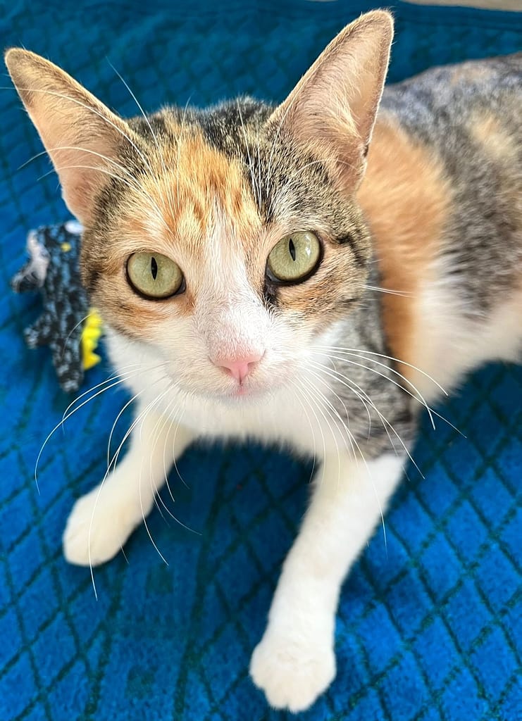 Beautiful orange and grey tabby