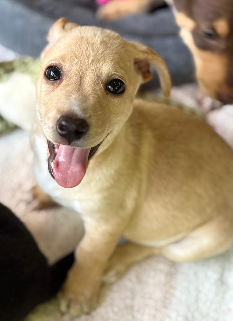 Smiling blonde puppy