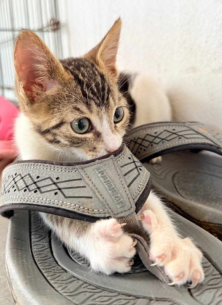 White tabby in a flip flop