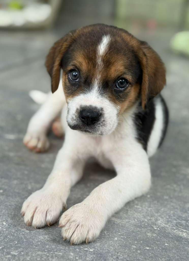 Puppy Mr Charlie, looking straight on, so cute!