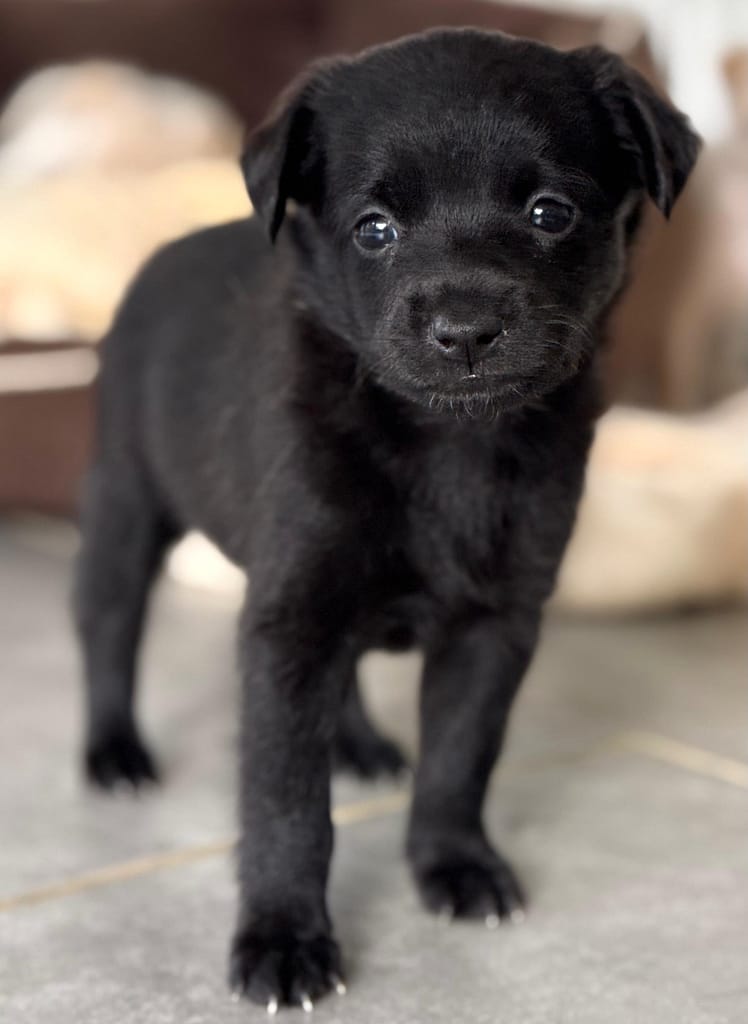 El cachorro negro dice ¿No me quieres?