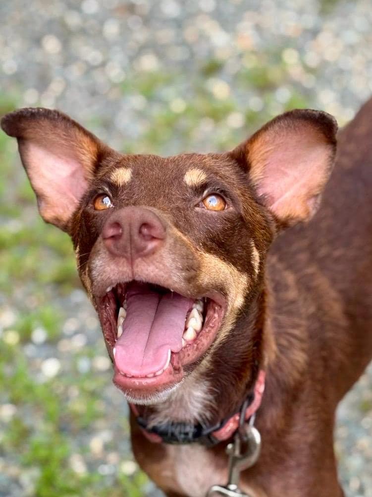 Brown and tan dog with copper color eyes, aptly named Copper.
