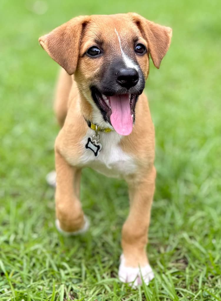 Tan puppy with tongue hanging out.