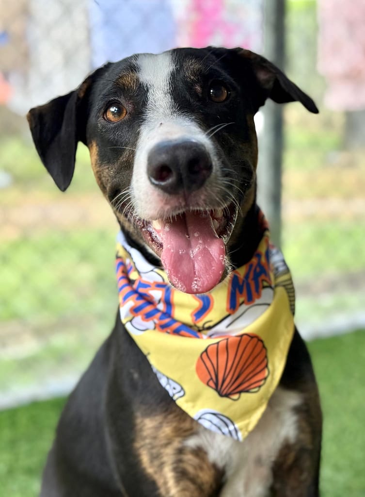 Black and brown dog sitting with yellow and red bandana on