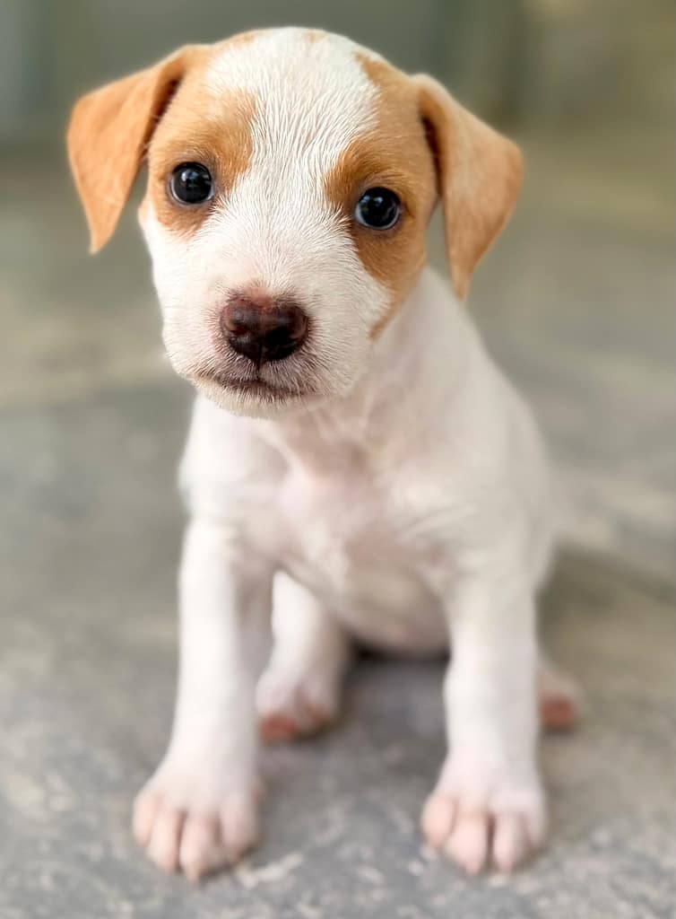 Perrito blanco sentado