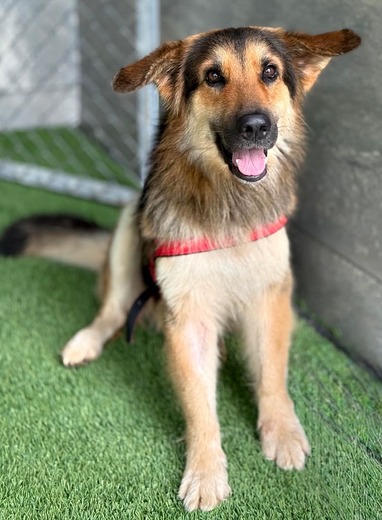 Shepard sitting up for the camera