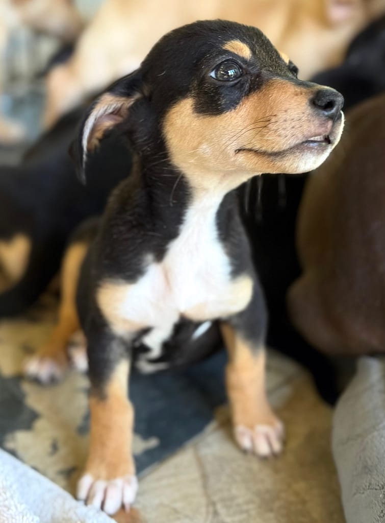 cachorro negro y marrón con pecho blanco de pie