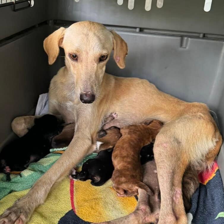 Mama Palmyra with her wee babies