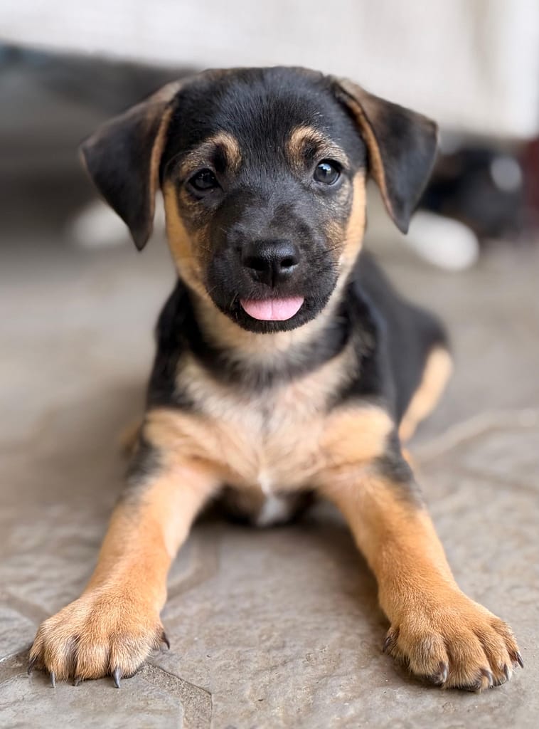 Black and brown puppy with pink tongue sticking out